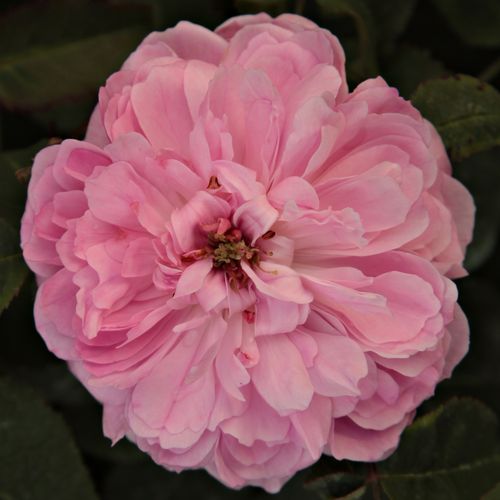 Ružová - Ruža - Jacques Cartier - Ruže - online - koupit